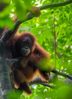 Lawang Inn Restaurant & Jungle Trek